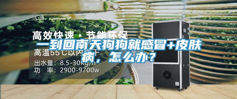 一到回南天狗狗就感冒+皮膚病，怎么辦？