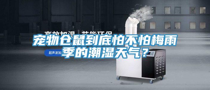 寵物倉鼠到底怕不怕梅雨季的潮濕天氣？