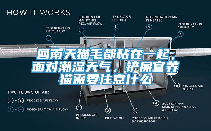 回南天貓毛都粘在一起，面對潮濕天氣，鏟屎官養(yǎng)貓需要注意什么