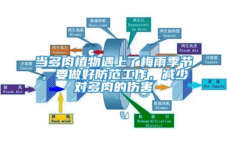 當(dāng)多肉植物遇上了梅雨季節(jié)，要做好防范工作，減少對(duì)多肉的傷害
