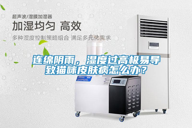 連綿陰雨，濕度過高極易導致貓咪皮膚病怎么辦？