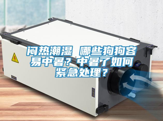 悶熱潮濕 哪些狗狗容易中暑？中暑了如何緊急處理？