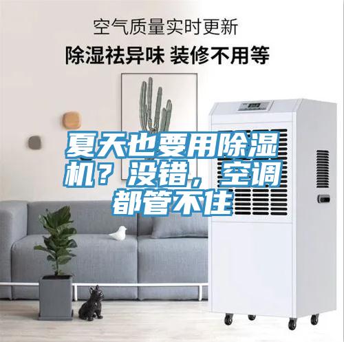 夏天也要用除濕機？沒錯，空調都管不住