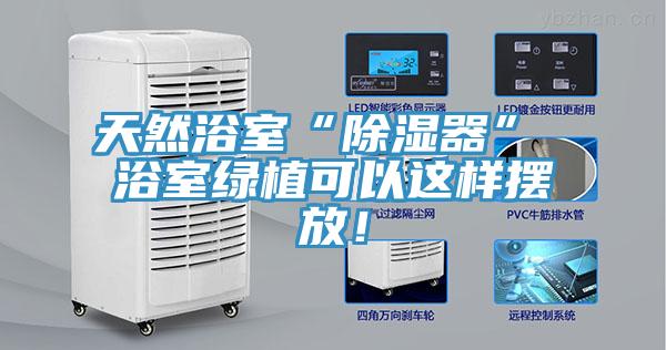 天然浴室“除濕器” 浴室綠植可以這樣擺放！