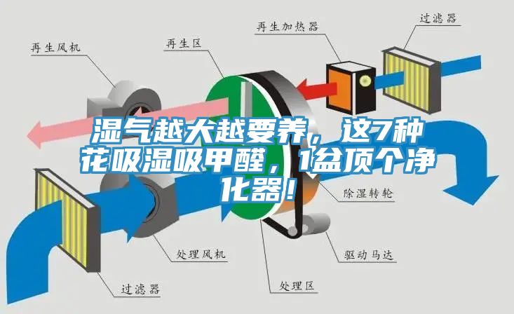 濕氣越大越要養(yǎng)，這7種花吸濕吸甲醛，1盆頂個(gè)凈化器！