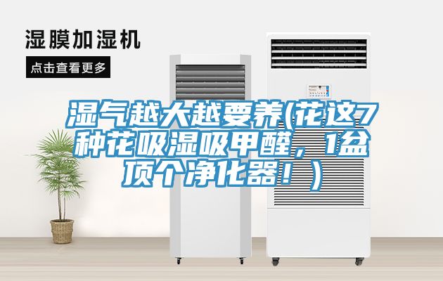 濕氣越大越要養(yǎng)(花這7種花吸濕吸甲醛，1盆頂個凈化器！)